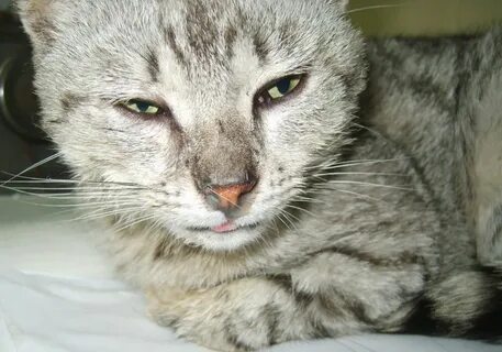 У кота сопли и слезятся