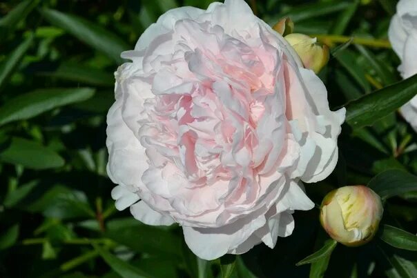 Пион Мандалин (Paeonia Mandaleen) купить в Москве по низкой цене из питомника, д