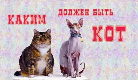 Кот должен быть