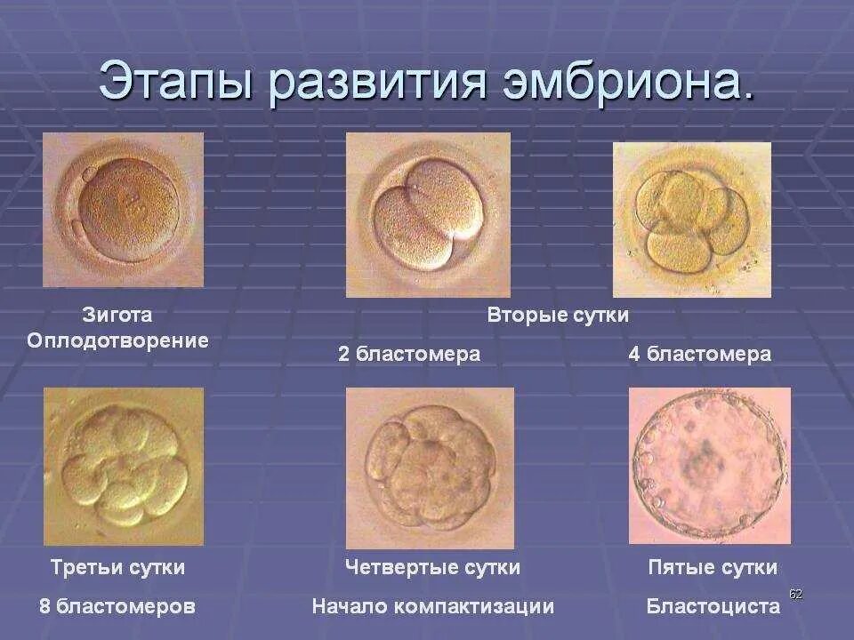 Фетальная фаза внутриутробного развития. Процесс формирования зародыша у человека. Зародыш эмбрион плод стадии. Периоды формирования зародыша. Периоды внутриутробного развития плода таблица.