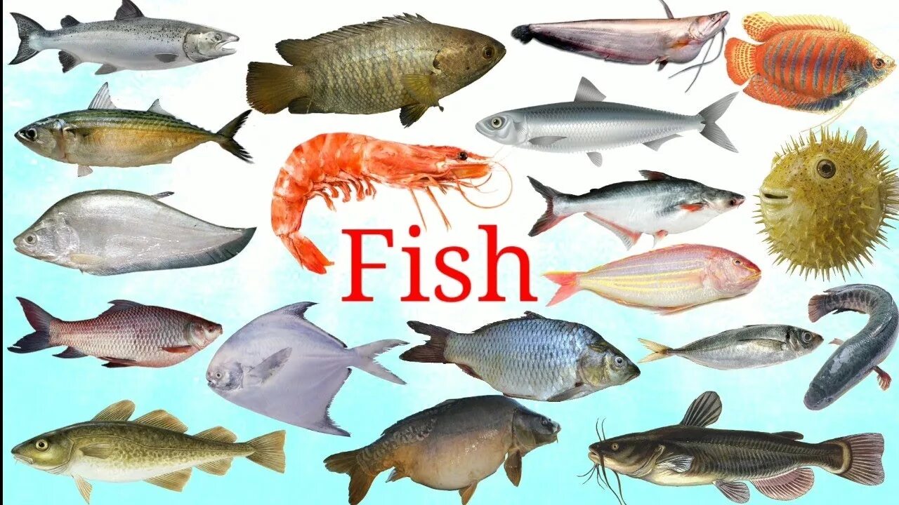 Fish name. Рыбы на английском. Виды рыб на английском. Название рыбы на английскую x. Types of Fish in English.