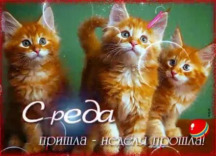 Той средой в которой