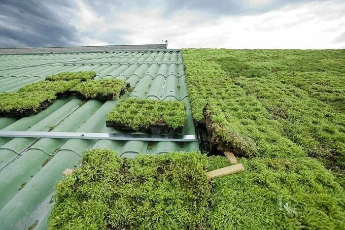 Зеленая крыша с гидропосевом. Торповка зеленая крыша. Платошино зеленая крыша. Зеленая крыша из сетки.