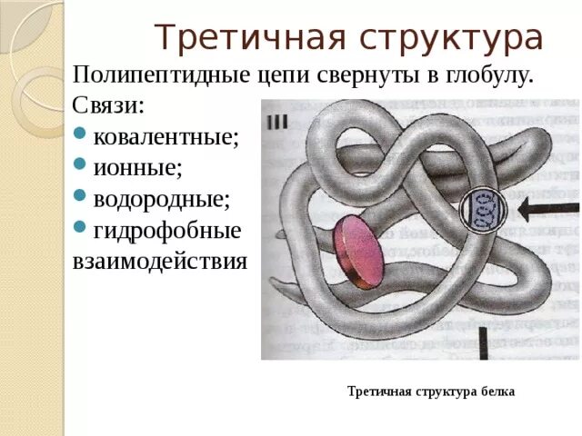 Третичная четвертичная структура белка типы связи. Гидрофобные взаимодействия в третичной структуре белка. Третичная структура глобула. Белки третичная структура глобула. Третичную структуру белка стабилизируют