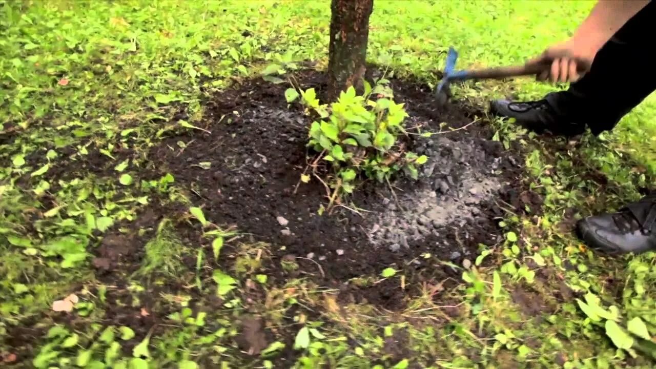 Хвойная зола. Подкормка золой деревья. Зола для огорода. Зола под мульчу. Зола для удобрения картофеля.