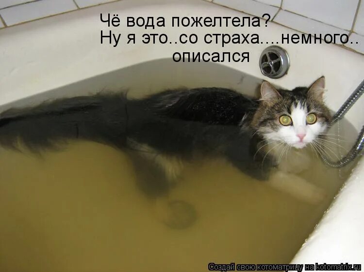 рад был увидеть. котенок описался. помыть кота в ветеринарной клинике красноярск. маленький котенок кричит. котенок описался.