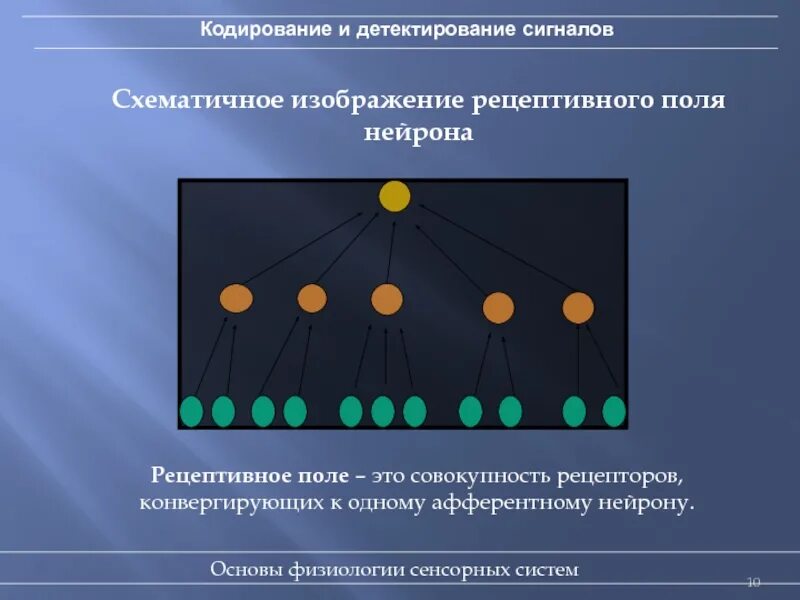 Кодирование сенсорной информации. Детектирование сигналов в сенсорных системах физиология. пространственное кодирование физиология. кодирование в сенсорных системах физиология. кодирование сигналов физиология.
