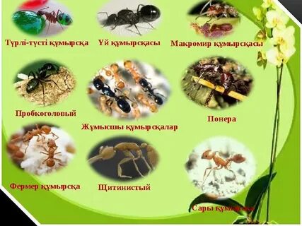 Қынаптағы құмырсқалар