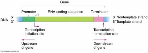 Type sequence