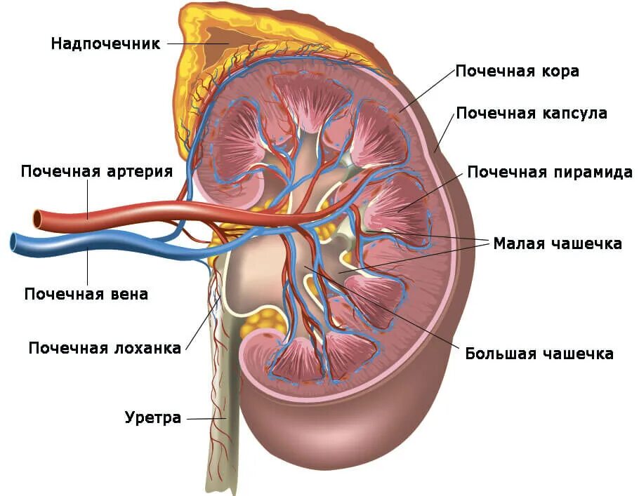 Аденома надпочечника у мужчин что это. Почки и мочевой пузырь анатомия. Строение почки. Строение почки на УЗИ. Почки строение почки на УЗИ.