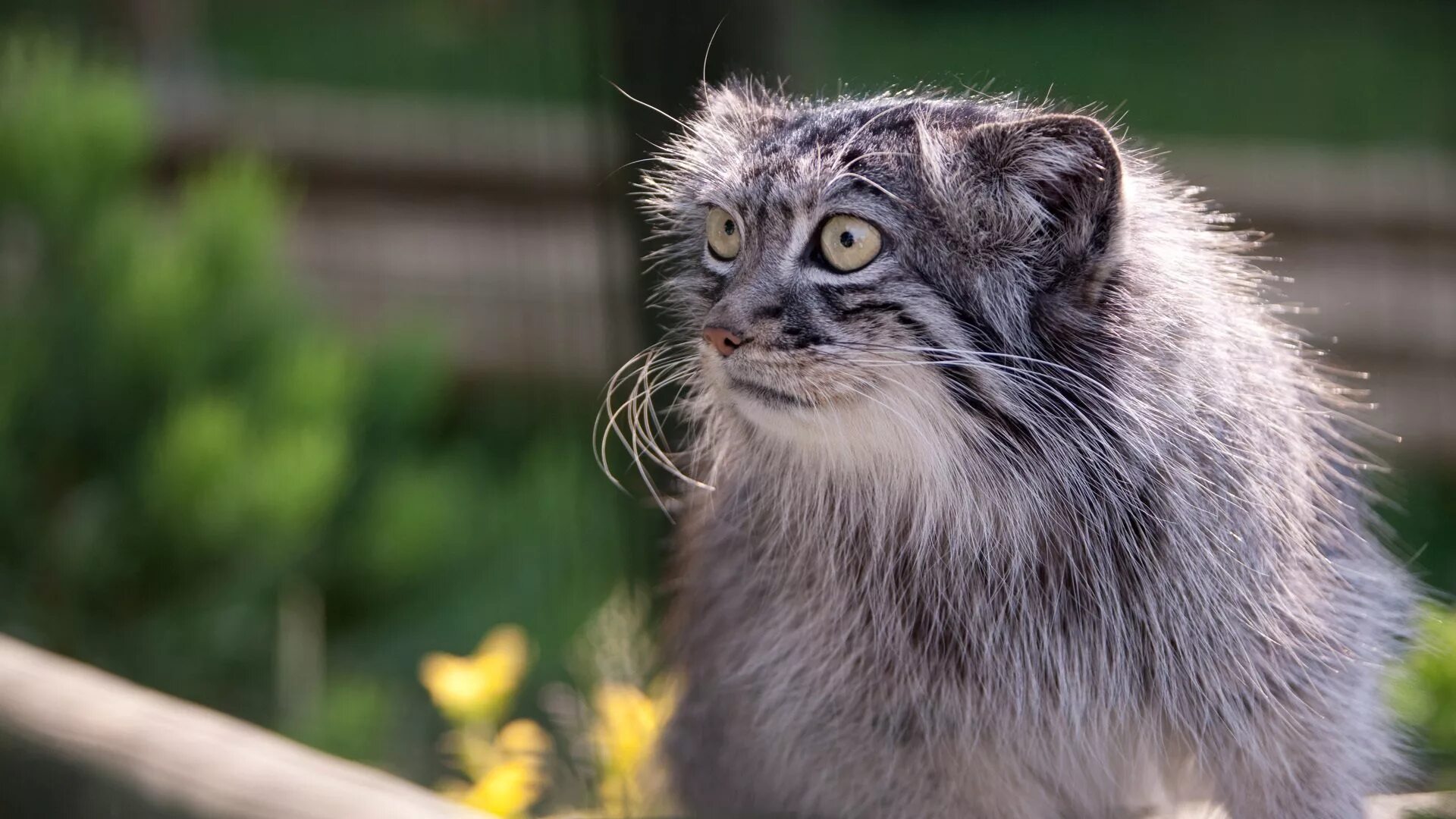 Дикий кипишь. Кот Манул. Сибирский Манул. Тибетский Манул котята. Манул фото.