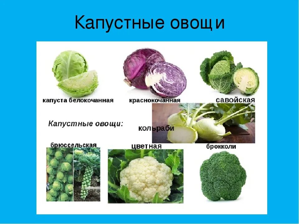 Обработка капустных овощей. Капуста кольраби брюссельская савойская. Цветная, брюссельская, кольраби, савойская капуста .. Схема обработки капустных овощей. Савойская,кольраби,брокколи.