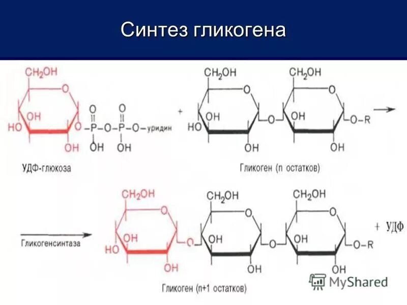 Глюкоза гликоген реакция. УДФ Глюкоза в гликоген. Последовательность реакций синтеза гликогена. Химизм основных этапов синтеза гликогена. Схема синтеза гликогена из Глюкозы.