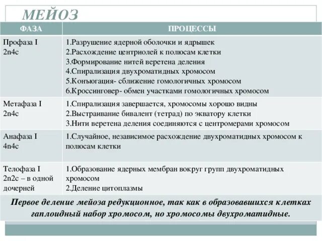 Описание процессов мейоза. Фазы мейоза таблица профаза 1. Стадии профазы 1 мейоза таблица. Профаза 1 кратко. Ход мейоза таблица фазы и процессы.