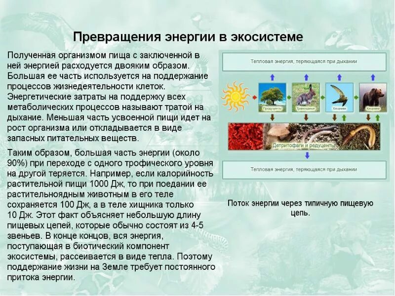 Происходит превращение энергии. Пищевые связи круговорот веществ и превращение энергии в экосистемах. круговорот веществ и превращение энергии в экосистеме. энергетические процессы в экосистемах. превращение энергии в экосистемах.