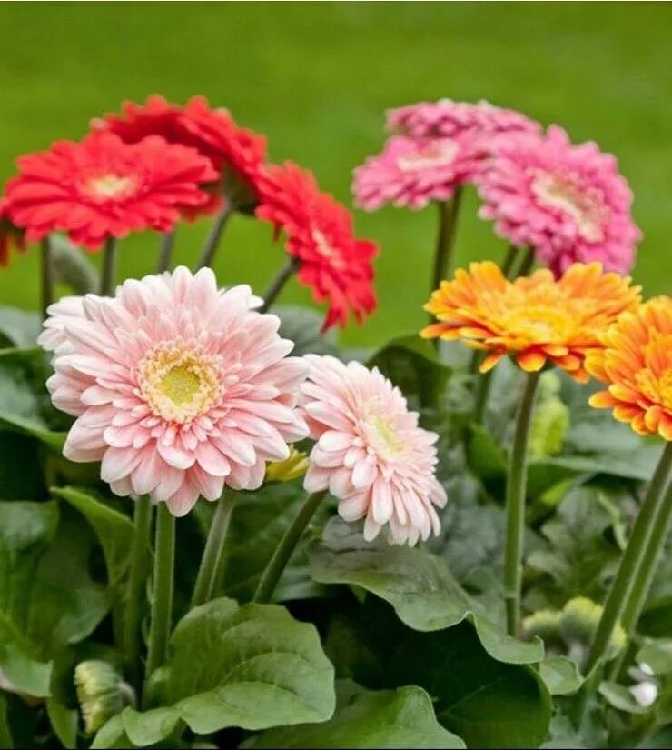 Gerbera jamesonii Gerbera jamesonii, Gerbera, Gerbera daisy