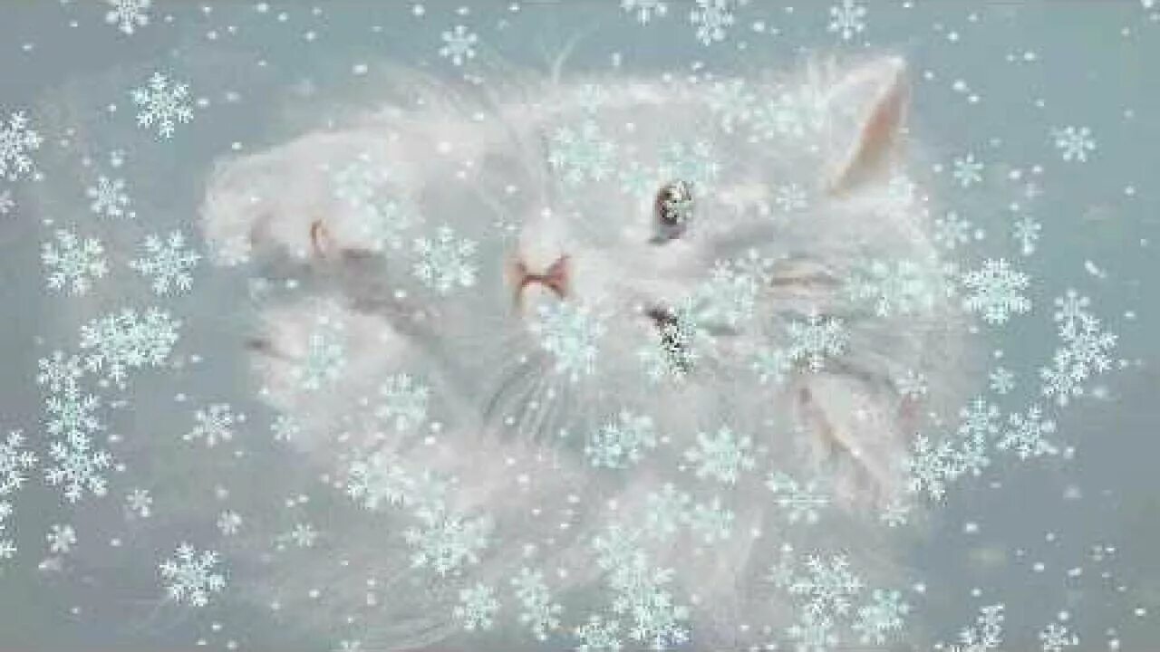 Снег идет пушистый белый. Кот снежок. Кот и снежинки. Кошка в снегу. Котята зимой.