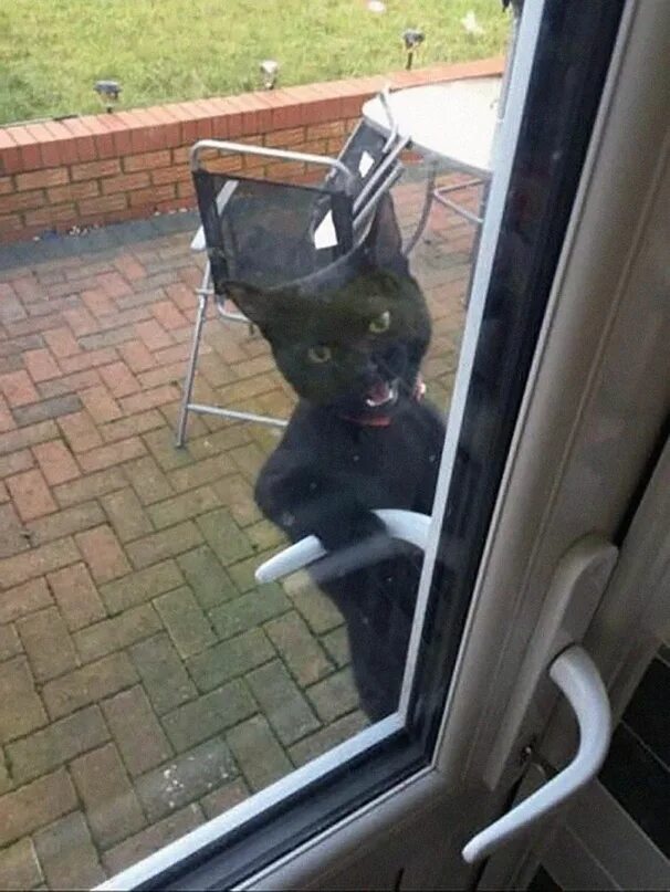 Откройте дверь прикол. Саня Открой кот. Саня Впусти. Кот и дверь прикол. Открывай дверь прикол.