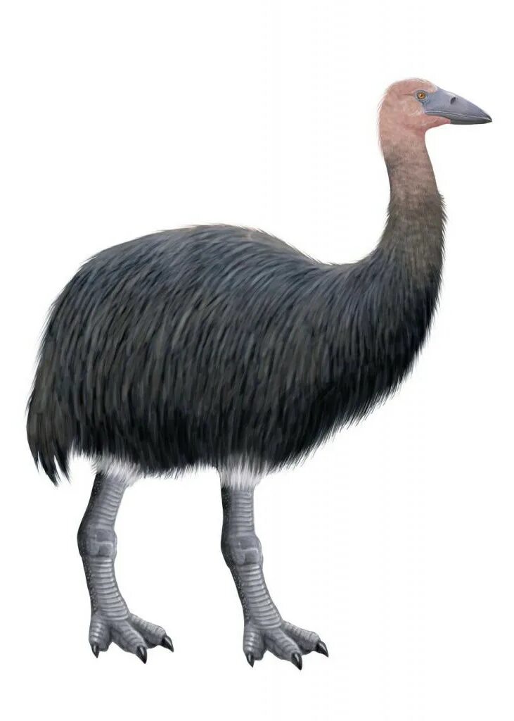 Вымершая птица мадагаскара. Эпиорнис aepyornithidae. Эпиорнис мадагаскарский. Вымершая птица мадагаскара. Вымершая птица мадагаскара.