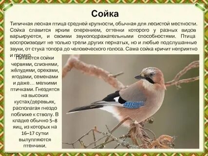 Где обитает сойка