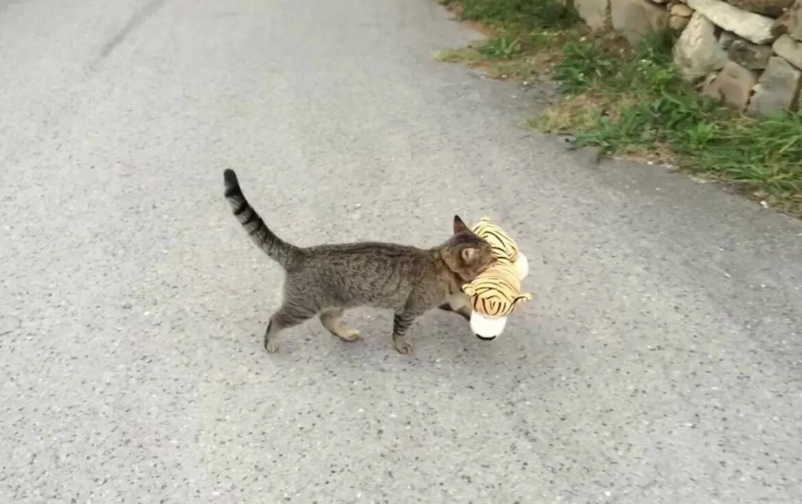 Кот несет кота. Кот несет мышь. Бесстрашный кот. Котенок убегает.