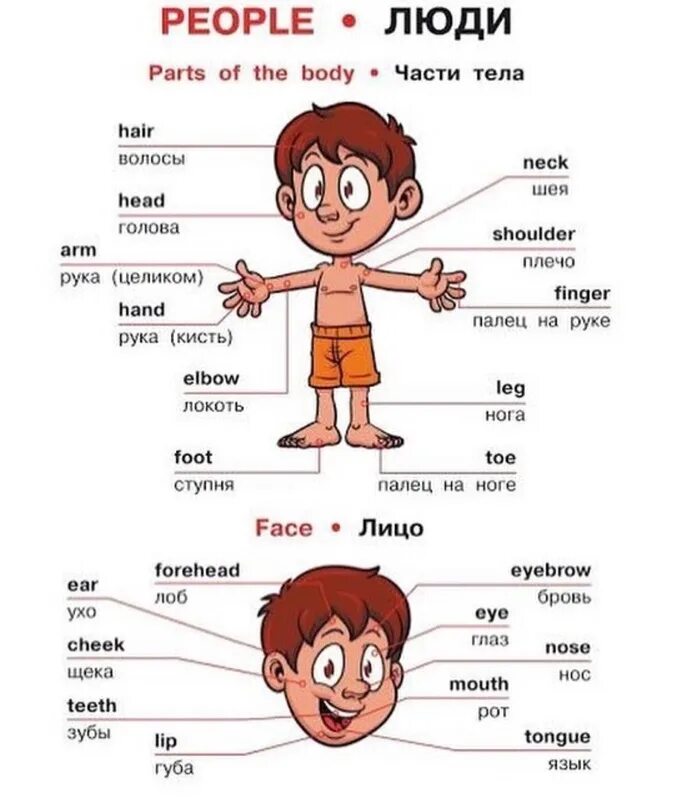 Боль на английском языке. Части тела на английском языке для детей. Таблица частей тела на английском языке. Части тела на английском языке с переводом. Название частей тела на английском.