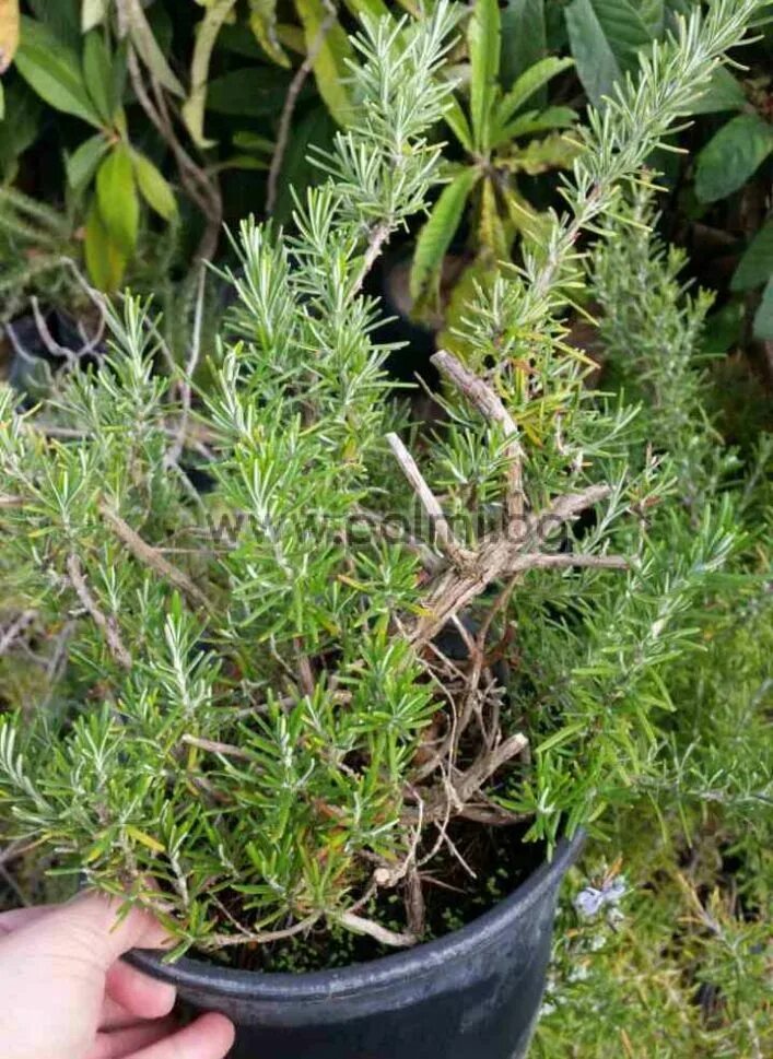Розмарин Prostratus. Rosmarinus officinalis Prostratus. Розмарин обыкновенный Prostratus. Ива розмарина листная.