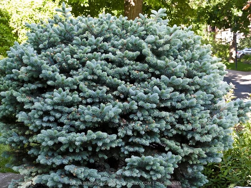 Ель глаука глобоза. Ель колючая глаука глобоза (picea pungens "glauca. Ель голубая глаука фото и описание. Picea pungens 'glauca globosa'. Ель колючая picea pungens glauca.