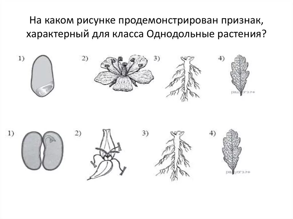 Трехчленный тип строения цветка однодольные или двудольные. Признак характерный для класса двудольных растений. Признак характерный для класса однодольных растений. Характерные для класса Однодольные растения. Характерные признаки класса Однодольные.