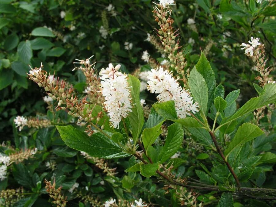 Клетра ольхолистная Анна Бидвелл (Clethra alnifolia Anne Bidwell) купить саженцы