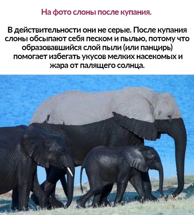 Когда папа знает короткий путь слоны. Ну короче всё. Да ты что картинки. Ну это я короче ну. Со слов я знаю короткую дорогу.