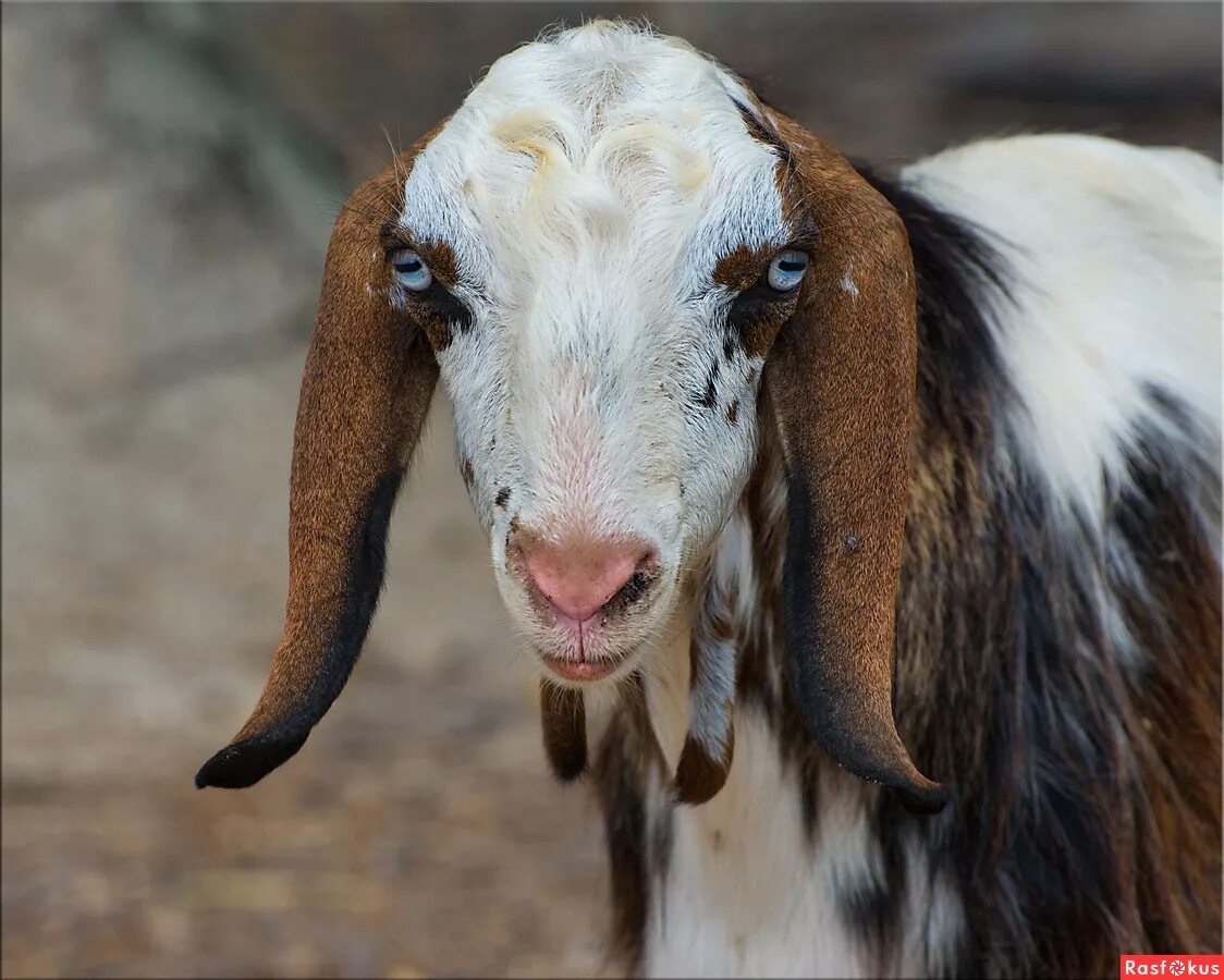 тоггенбургская коза. альпо-нубийские козы. длинноухие козы порода. коза вислоухая нубийская. гулаби козы.
