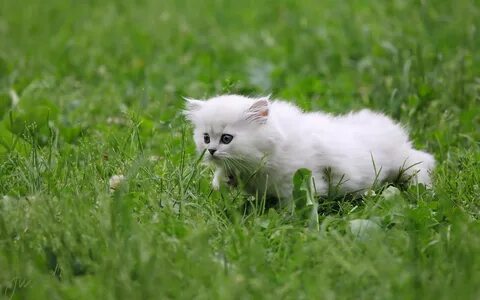 Белый пушистый котенок