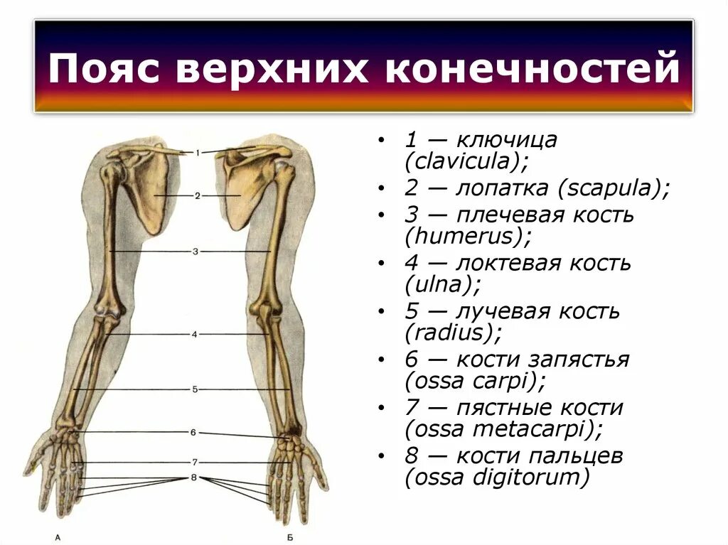 Сколько конечностей верхних конечностей. Из чего состоит пояс верхних конечностей. Кости пояса верхней конечности. Какие кости образуют пояс верхних конечностей. Кости входящие в пояс верхних конечностей человека.