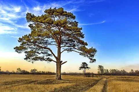Раскидистые сосны