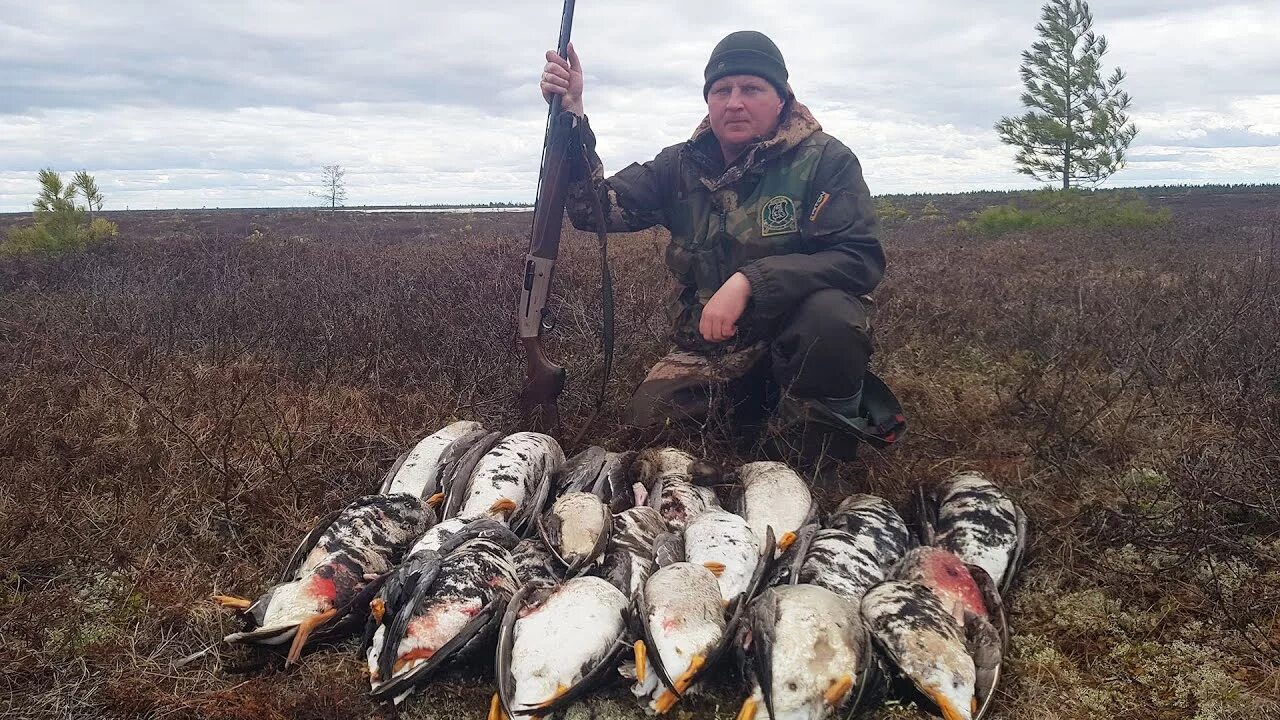 Охота и рыбалка на севере видео. Охота на гуся на Ямале 2020. Весенняя охота на гуся на Ямале.