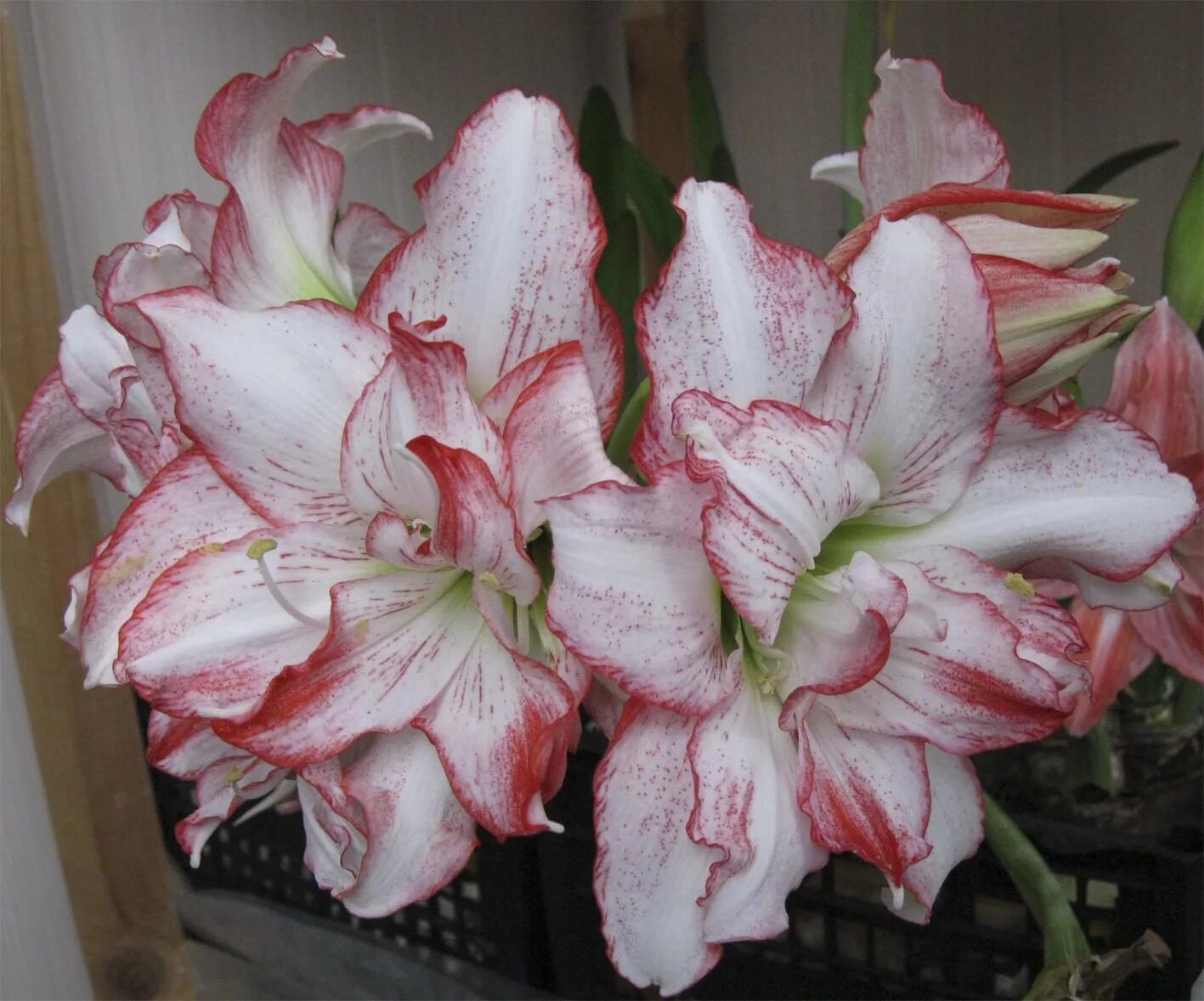 Амариллис экспожур. Амариллис минерва. Амариллис фламенко куин. Гиппеаструм d13 h25. Амариллис дабл рекорд.