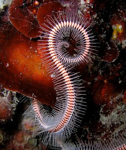 Морской червь размер. Многощетинковые черви. Многощетинковые черви в Баренцевом море. Многощетинковый морской червь чёрное море.
