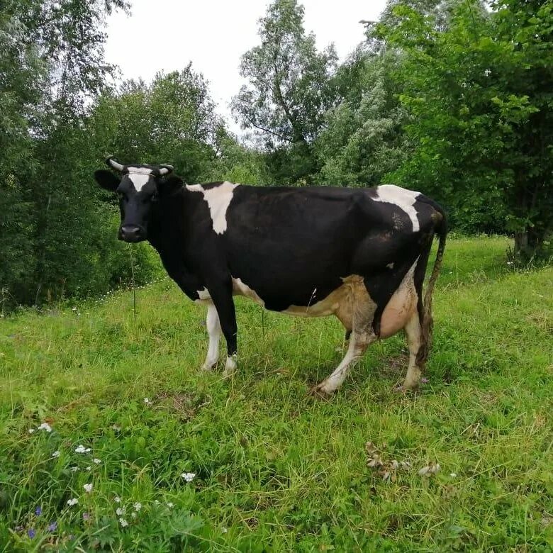 Купить телят в нижегородской области. Дойная корова. Доить корову. Продается дойная корова. Коровы в Нижегородской области.