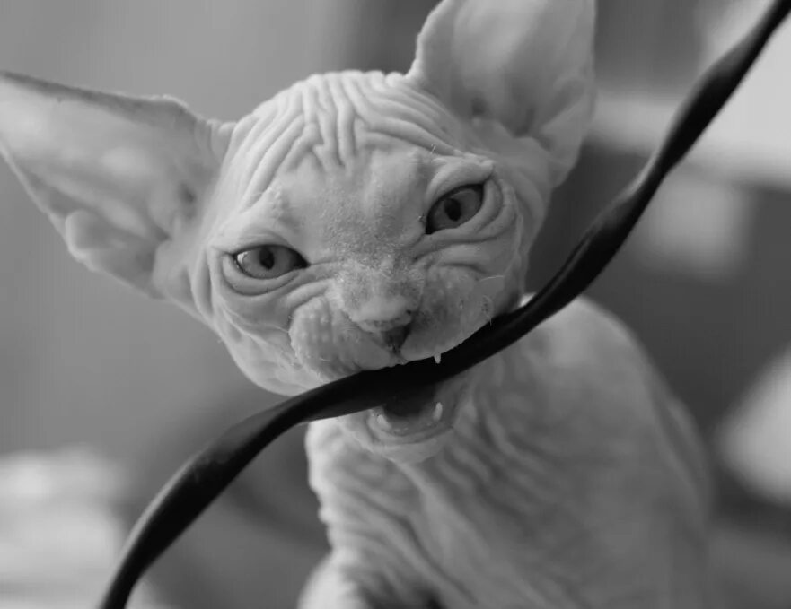 Кот грызет мем. Кошка перегрызла провод. кот перегрыз провод. кот грызет провода. котик перекусывает провод.