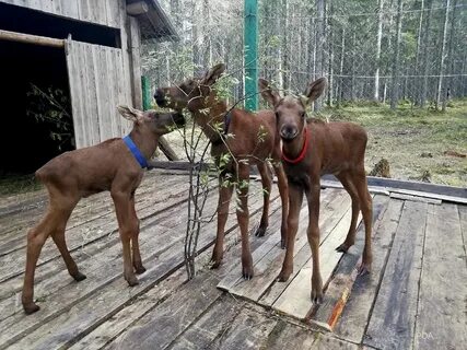 Лосиная ферма отзывы