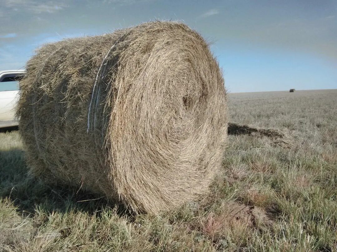 Купить сено в башкирии