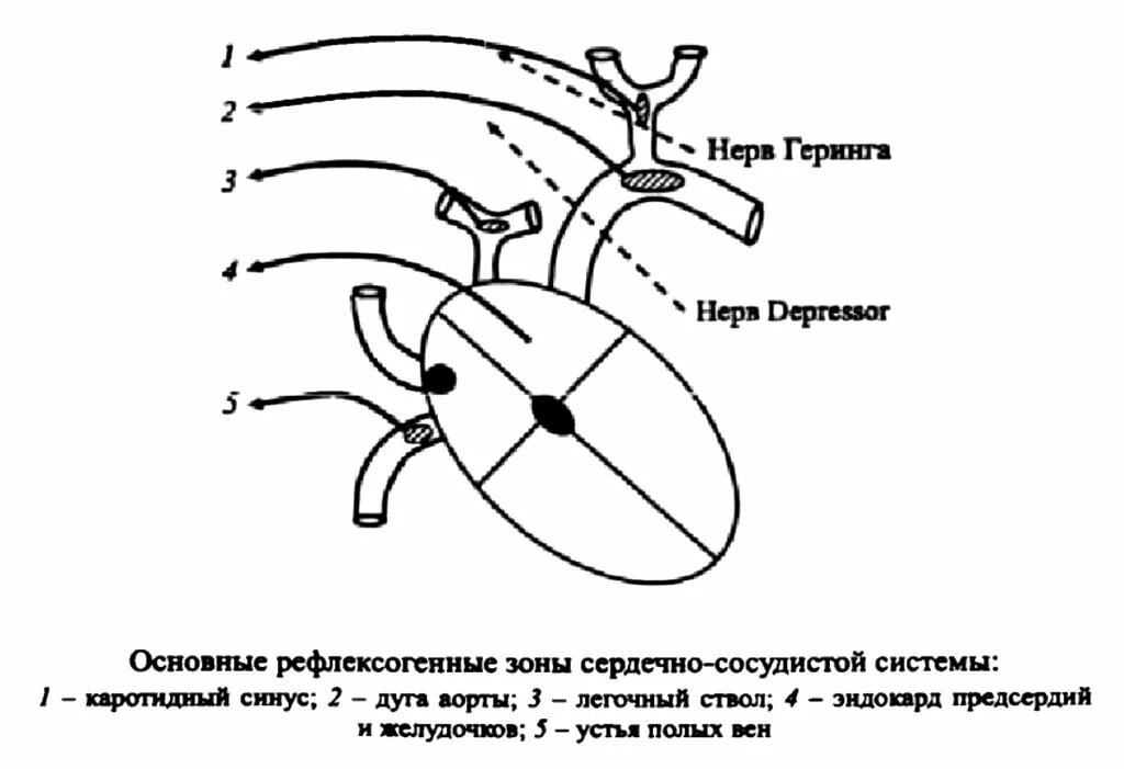 Основные рефлексогенные зоны. Основные сосудистые рефлексогенные зоны. Расположение рефлексогенных зон сердца.