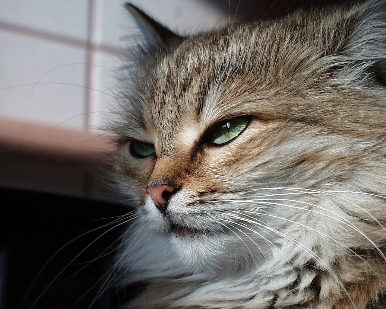 Виноватый кот. Пора пройтись. Идем гулять. Кот на подоконнике. Хватит гулять.