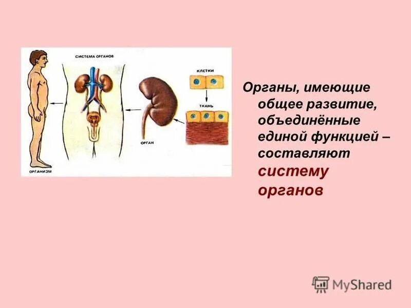 других органов не имея. органы имеющие разное происхождение но выполняющие сходные функции. других органов не имея. определение органа и системы органов. сообщение о выделении у животных 6 класс.