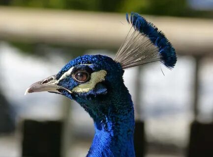Blue head