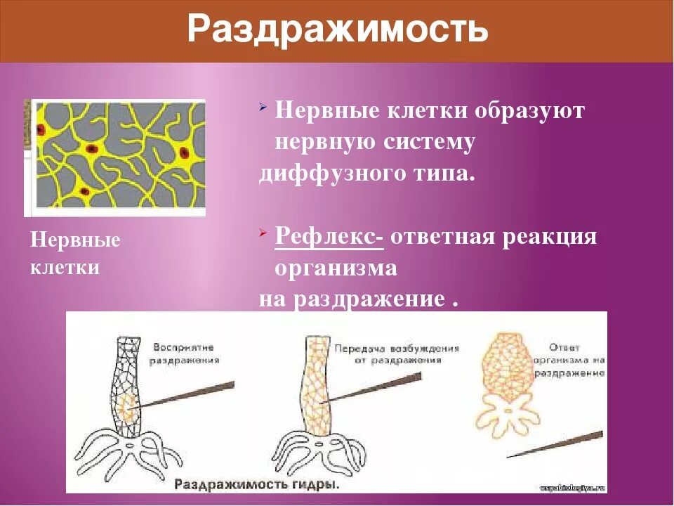 Раздражимость клетки. Процесс раздражимости клетки. Раздражительность клетки. Примеры раздражимости клетки.