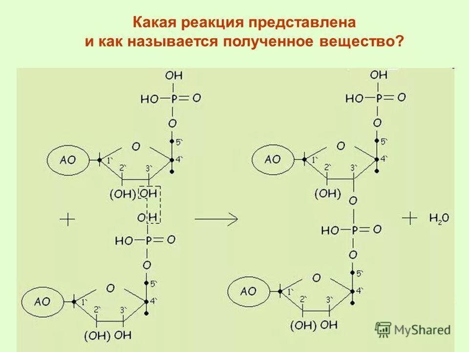 Хемилюминесценция примеры. Закон сохранения массы в химии. Химическое равновесие ле шателье. Строение динуклеотида. Дипептид.