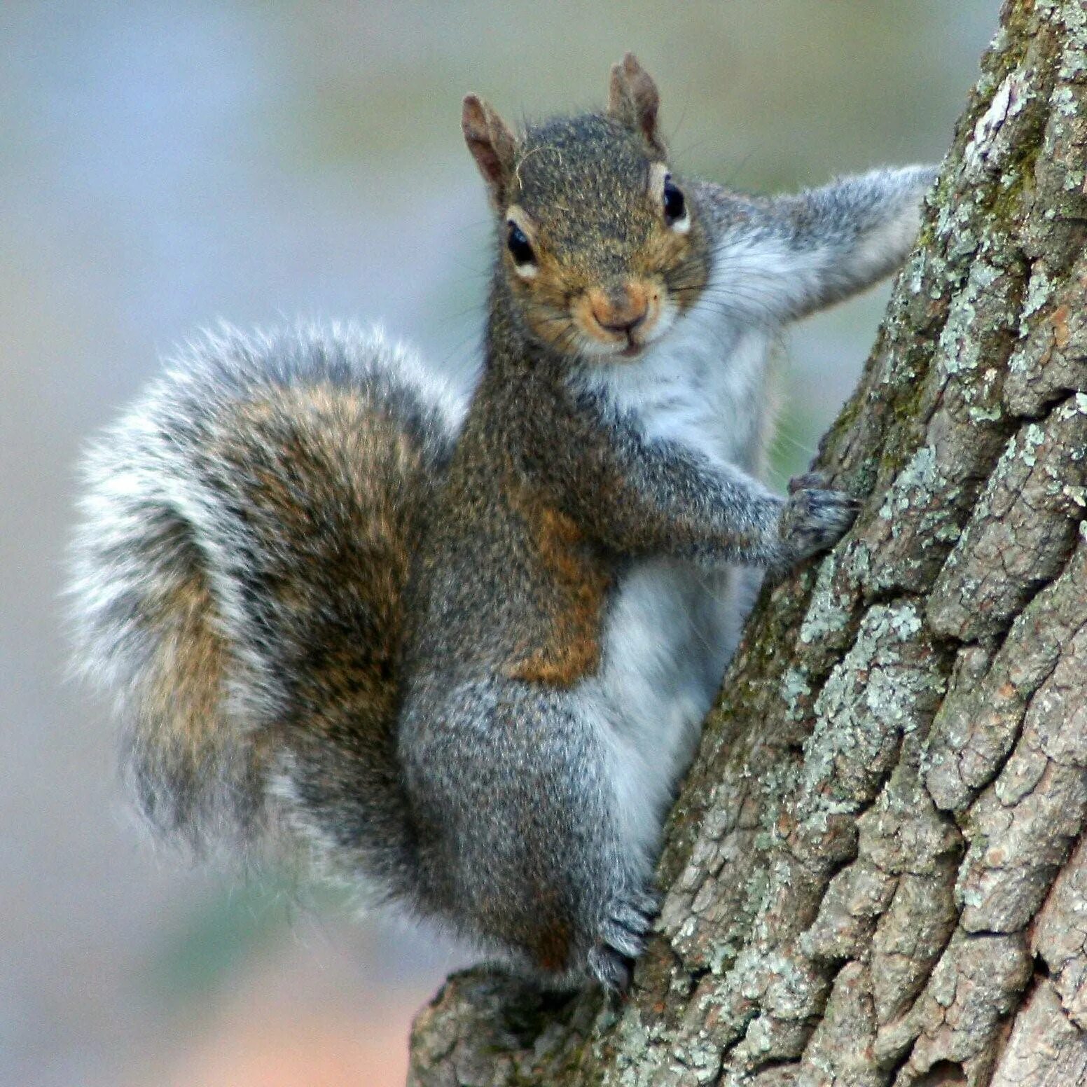 Каролинская белка. Серые (Каролинские) белки. Sciurus spadiceus. Североамериканская серая белка. Природные белки являются