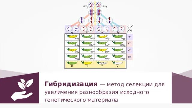 Метод гибридизации. Основные методы селекции и биотехнологии. основные методы селекции и биотехнологии 11 класс. методы селекции дрожжей. инфоурок селекция и методы и биотехнологии.
